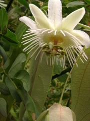 Passiflora mediterranea
