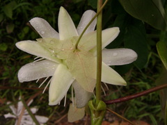 Passiflora mediterranea