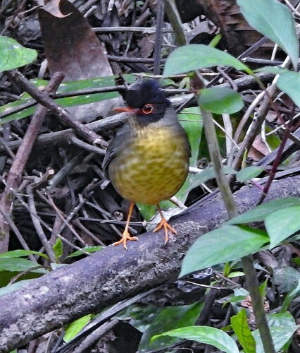 Speckled Nightingale-Thrush (Catharus maculatus), photo 7