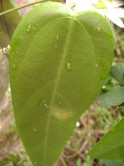 Passiflora mediterranea