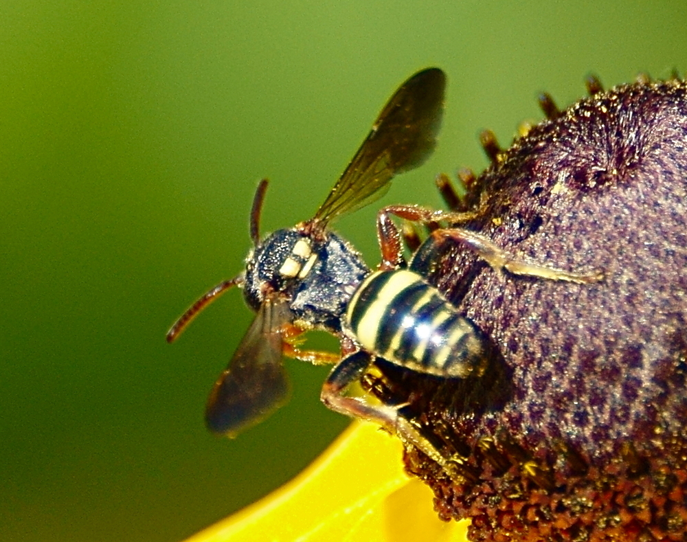 Tifton Nomad Bee