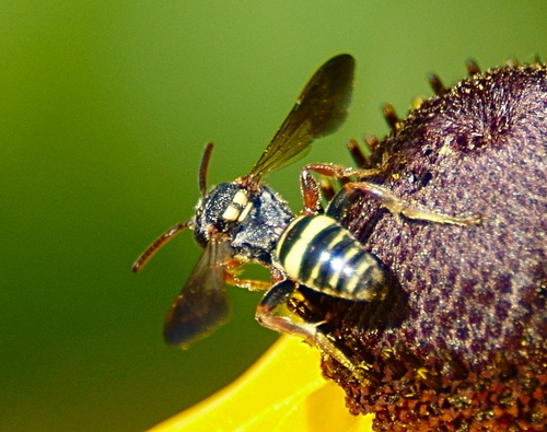 Tifton Nomad Bee