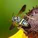 Tifton Nomad Bee - Photo (c) psweet, some rights reserved (CC BY-SA), uploaded by psweet