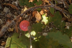 Andricus quercuscalifornicus