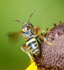 Nomada tiftonensis