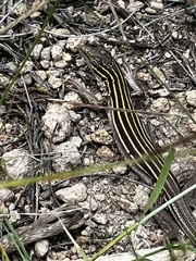 Aspidoscelis neomexicanus