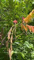Rhus typhina