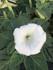 Datura wrightii