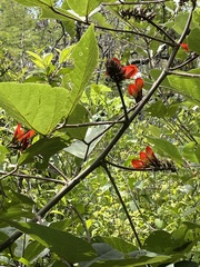 Erythrina breviflora
