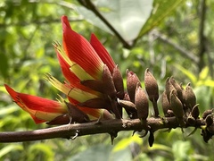 Erythrina breviflora