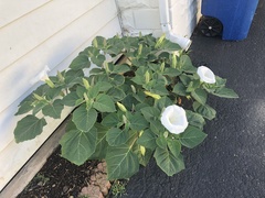 Datura wrightii