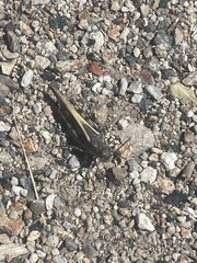 Cratypedes neglectus