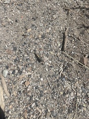 Cratypedes neglectus