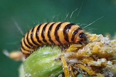 Tyria jacobaeae
