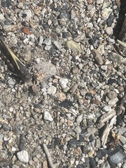 Cratypedes neglectus