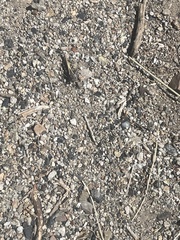 Cratypedes neglectus