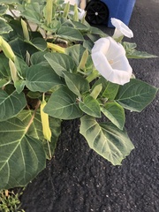 Datura wrightii