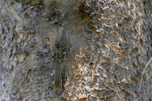 iNaturalist observation photo of Brown Creeper