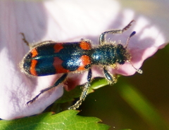 Trichodes nuttalli