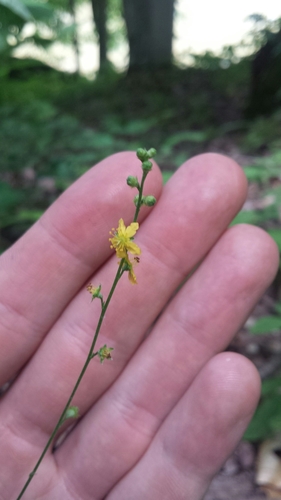 Image of Agrimonia rostellata by (c) Daniel J. Layton, some rights reserved (CC BY)