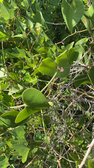 Smilax aspera