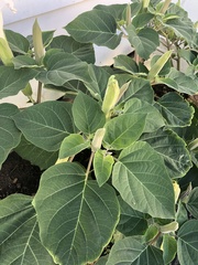 Datura wrightii