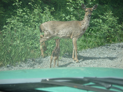 Odocoileus hemionus sitkensis