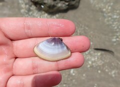 Iphigenia brasiliensis