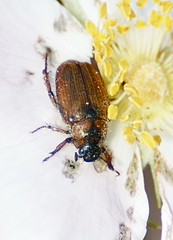 Strigoderma arbicola