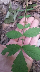 Agrimonia rostellata