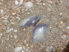 Iphigenia brasiliensis