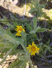 Senecio adenotrichius
