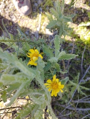 Senecio adenotrichius