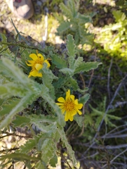 Senecio adenotrichius