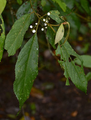 Callicarpa longifolia