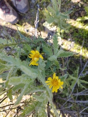 Senecio adenotrichius