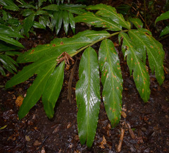 Alpinia arctiflora