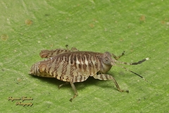 Phaesticus mellerborgi