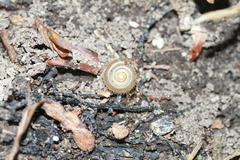 Helicodonta obvoluta