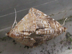 Elophila turbata