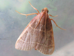 Hypsopygia glaucinalis