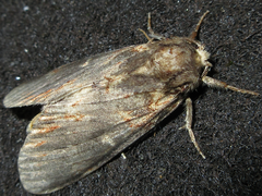 Peridea lativitta