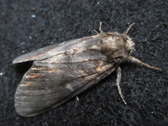 Peridea lativitta