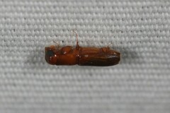 Euplatypus compositus