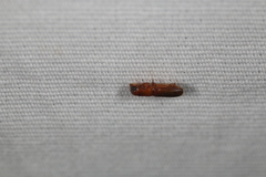 Euplatypus compositus