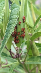 Oncopeltus fasciatus