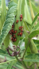 Oncopeltus fasciatus