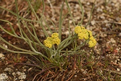 Lomatium triternatum triternatum
