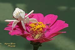Hymenopus coronatus