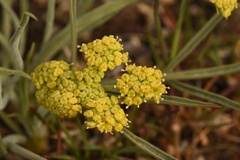 Lomatium triternatum triternatum